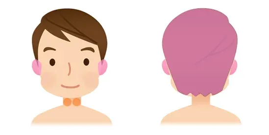 Ａ.耳の再生力を高める鍼治療の範囲