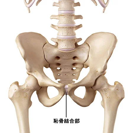 腰の筋肉の構造