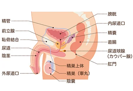 前立腺肥大の鍼治療