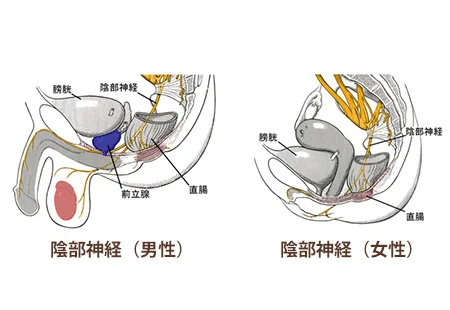 陰部神経痛の鍼治療