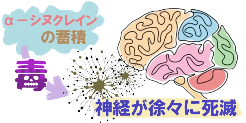 α-シヌクレインが蓄積し、神経毒を発揮すると、神経が徐々に死滅してしまう。