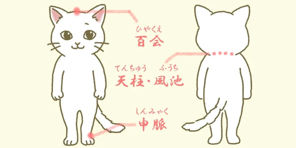 バランス改善に大切なツボ