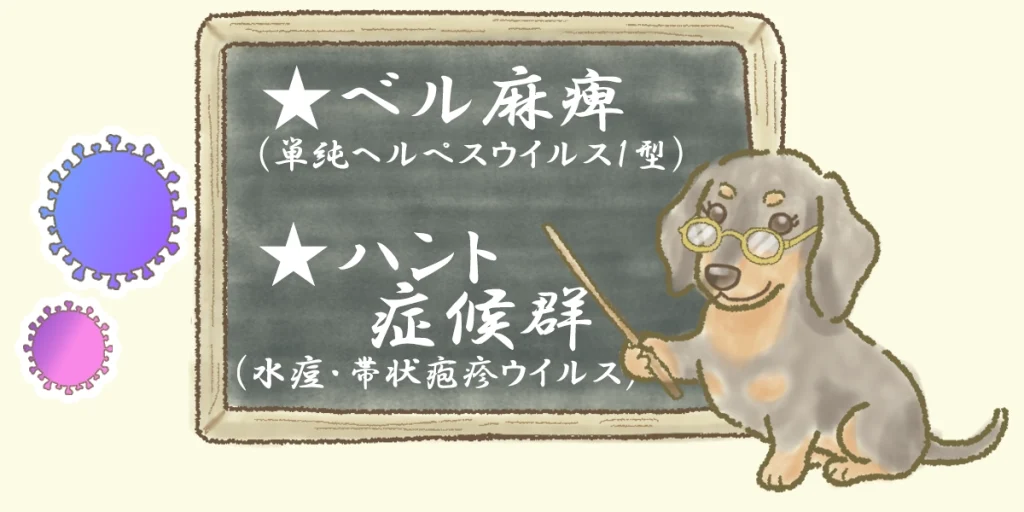 顔面神経麻痺の原因となるウイルスの種類をご紹介